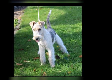 Foxterrier Rüde 5 Monate.