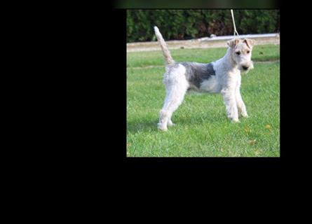 Foxterrier Rüde 5 Monate.