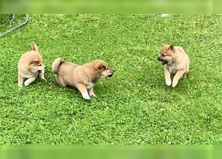 Shiba Inu Rüde Welpe mix