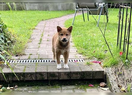 Shiba Inu Rüde Welpe mix