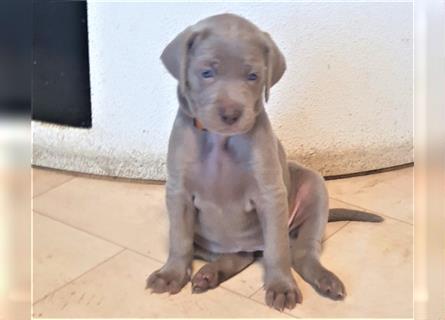 Wunderschöne Weimaraner Welpen mit Papieren