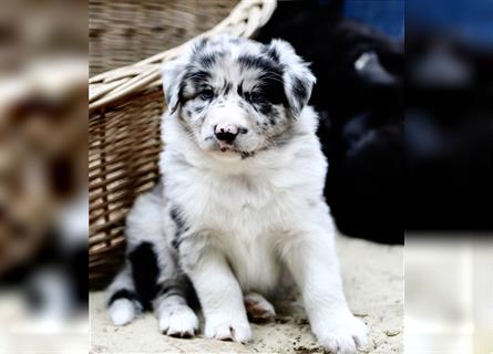 Australian Shepherd Welpen aus tollen Linien, ASCA