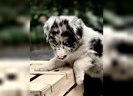 Australian Shepherd Welpen aus tollen Linien, ASCA