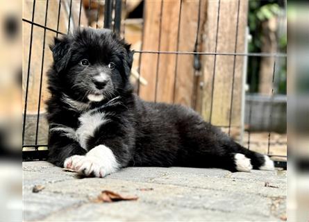 Australian Shepherd Welpen aus tollen Linien, ASCA