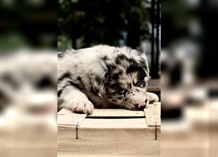 Australian Shepherd Welpen aus tollen Linien, ASCA