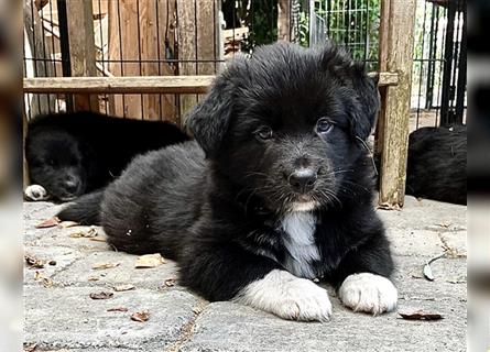 Australian Shepherd Welpen aus tollen Linien, ASCA