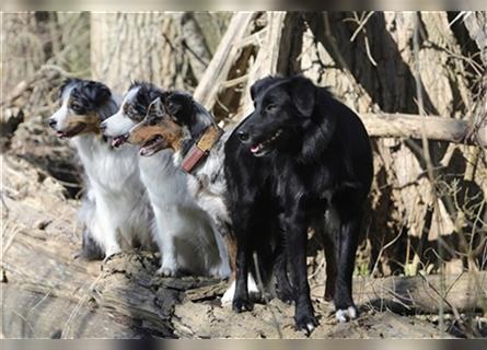 Australian Shepherd Welpen aus tollen Linien, ASCA