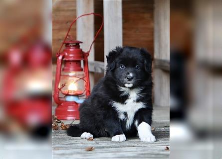 Australian Shepherd Welpen aus tollen Linien, ASCA