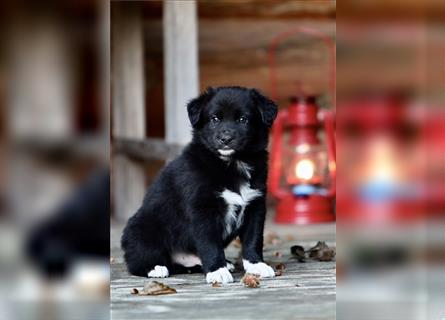 Australian Shepherd Welpen aus tollen Linien, ASCA