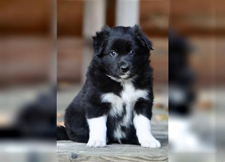 Australian Shepherd Welpen aus tollen Linien, ASCA