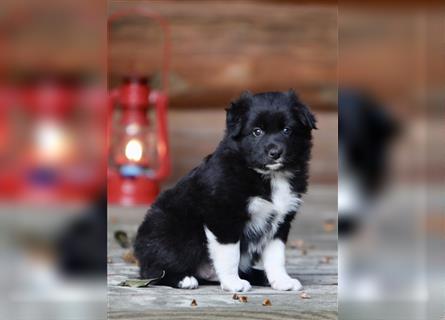 Australian Shepherd Welpen aus tollen Linien, ASCA