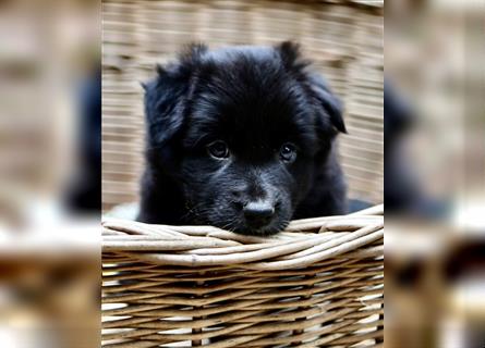 Australian Shepherd Welpen aus tollen Linien, ASCA