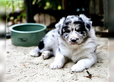 Australian Shepherd Welpen aus tollen Linien, ASCA