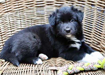 Australian Shepherd Welpen aus tollen Linien, ASCA