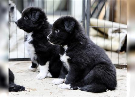 Australian Shepherd Welpen aus tollen Linien, ASCA