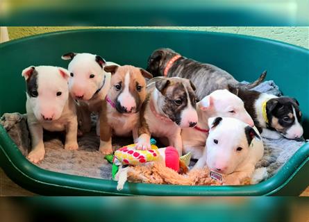 Miniature Bull Terrier Welpen mit Ahnentafel