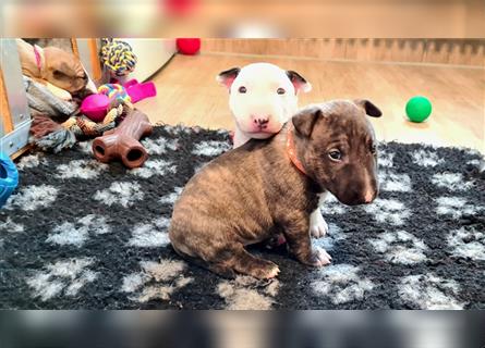 Miniature Bull Terrier Welpen mit Ahnentafel