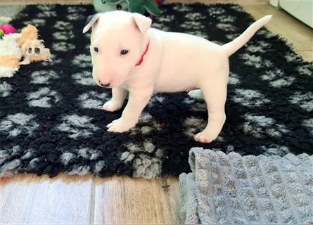 Miniature Bull Terrier Welpen mit Ahnentafel