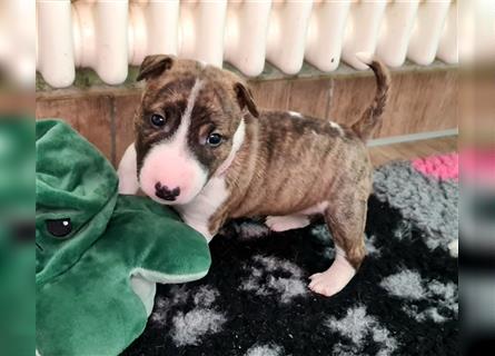 Miniature Bull Terrier Welpen mit Ahnentafel