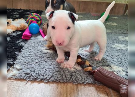 Miniature Bull Terrier Welpen mit Ahnentafel