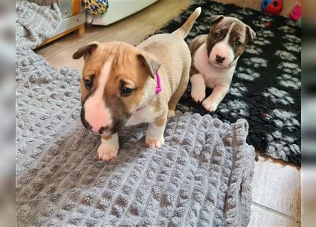 Miniature Bull Terrier Welpen mit Ahnentafel