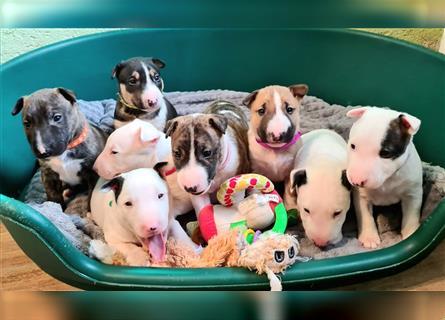 Miniature Bull Terrier Welpen mit Ahnentafel