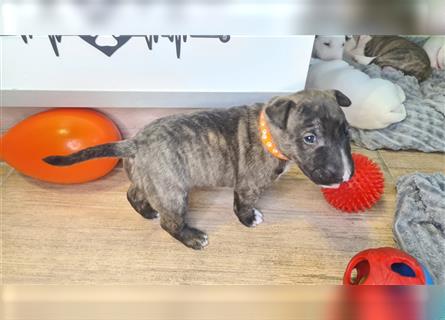 Miniature Bull Terrier Welpen mit Ahnentafel