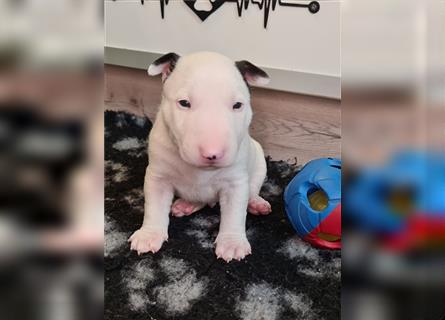 Miniature Bull Terrier Welpen mit Ahnentafel