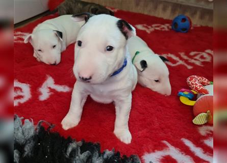 Miniature Bull Terrier Welpen mit Ahnentafel