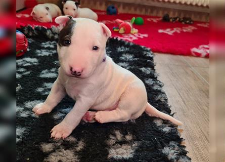 Miniature Bull Terrier Welpen mit Ahnentafel