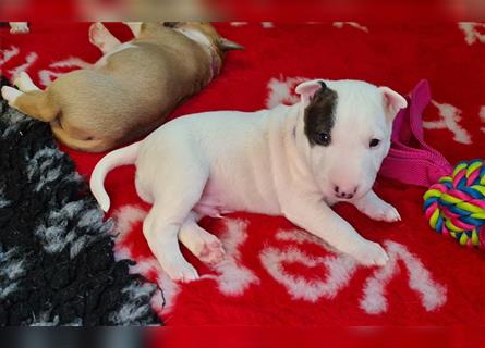 Miniature Bull Terrier Welpen mit Ahnentafel