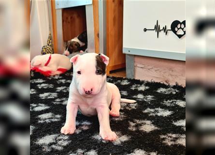 Miniature Bull Terrier Welpen mit Ahnentafel