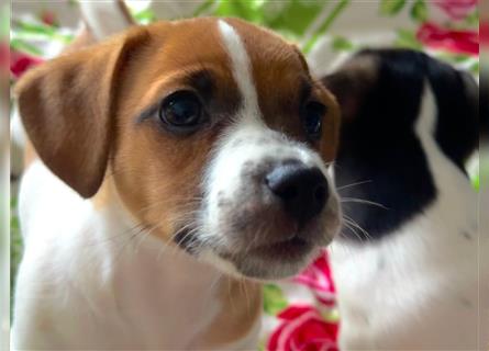 Jack Russel Terrier