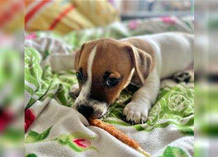 Jack Russel Terrier