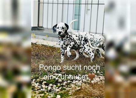 Dalmatiner Rüde Pongo