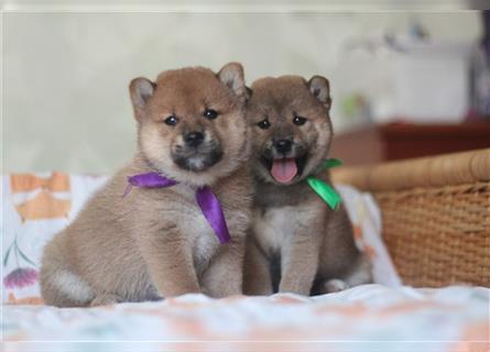 Shiba Inu Welpen