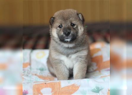 Shiba Inu Welpen