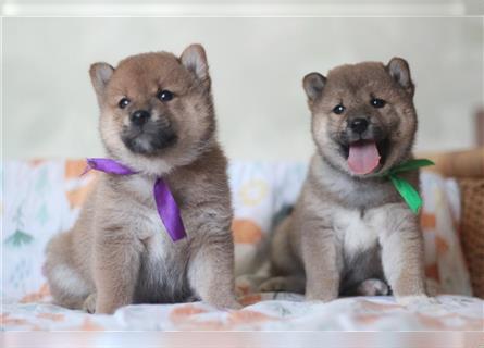 Shiba Inu Welpen