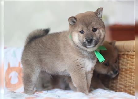 Shiba Inu Welpen