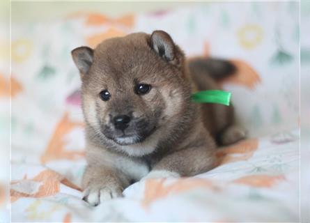 Shiba Inu Welpen