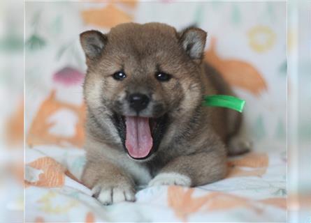 Shiba Inu Welpen