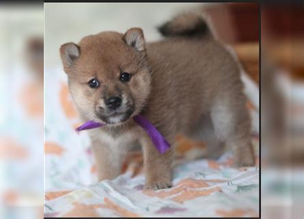 Shiba Inu Welpen