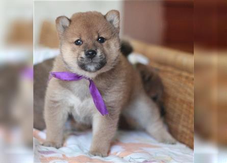 Shiba Inu Welpen