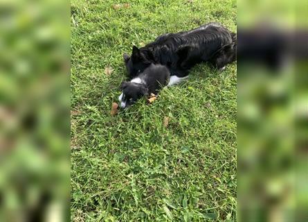 Lenny sucht einen Freund/Freundin fürs Leben