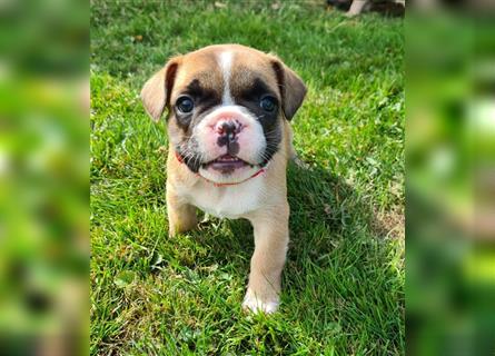 zuckersüße Französische Bulldoggen Welpen mit Ahnentafel