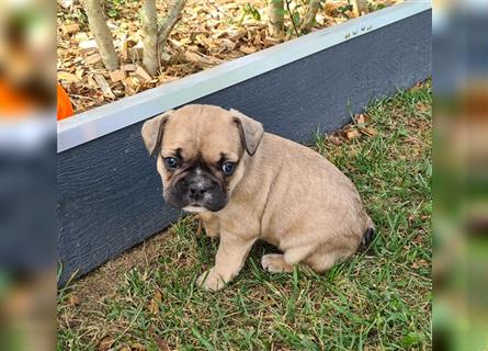 zuckersüße Französische Bulldoggen Welpen mit Ahnentafel