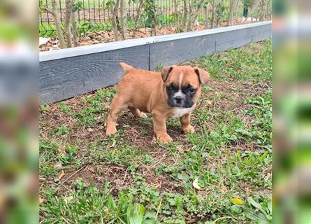 zuckersüße Französische Bulldoggen Welpen mit Ahnentafel