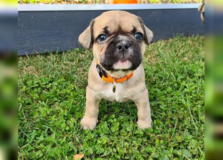 zuckersüße Französische Bulldoggen Welpen mit Ahnentafel