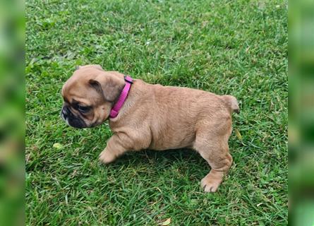 zuckersüße Französische Bulldoggen Welpen mit Ahnentafel