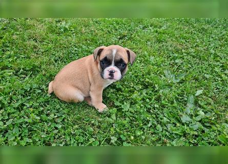 zuckersüße Französische Bulldoggen Welpen mit Ahnentafel